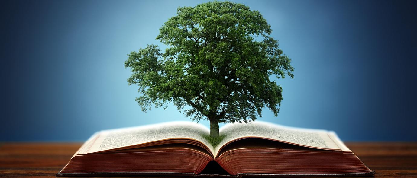 书中有一棵从中间长出来的树|捐赠| 胜博发基金会 